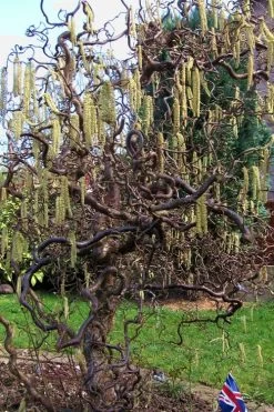 Harry Lauder's Walking Stick - Corylus Avellana 'Contorta' - 7 Gallon Pot 15 Harry Lauder's Walking Stick - Corylus Avellana 'Contorta' - 7 Gallon Pot -SHRUBS and BUSHES Store Harry Lauder Walking Stick 16 1