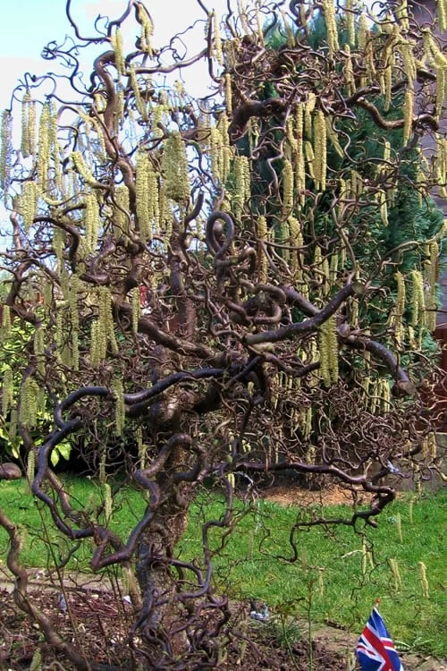 Harry Lauder's Walking Stick - Corylus Avellana 'Contorta' - 1 Gallon Pot 7 Harry Lauder's Walking Stick - Corylus Avellana 'Contorta' - 1 Gallon Pot - Image 5