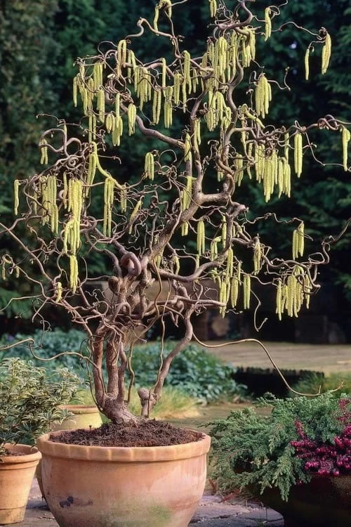 Harry Lauder's Walking Stick - Corylus Avellana 'Contorta' - 7 Gallon Pot 3 Harry Lauder's Walking Stick - Corylus Avellana 'Contorta' - 7 Gallon Pot