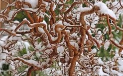 Harry Lauder's Walking Stick - Corylus Avellana 'Contorta' - 7 Gallon Pot 18 Harry Lauder's Walking Stick - Corylus Avellana 'Contorta' - 7 Gallon Pot -SHRUBS and BUSHES Store Harry Lauders Walking Stick Contorted Filbert 3 1