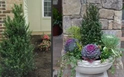 Pyramidal Compacta Japanese Holly - 3 Gallon Pot 11 Pyramidal Compacta Japanese Holly - 3 Gallon Pot -SHRUBS and BUSHES Store Holly Compacta Pyramidal 2