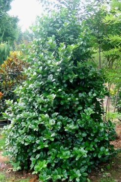 Emily Bruner Pyramidal Holly - 7 Gallon Pot (4-5') -SHRUBS and BUSHES Store Holly Emily Bruner 3
