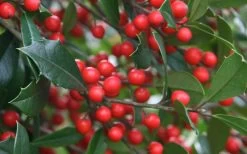 Foster's No. 2 Holly - 3 Gallon Pot -SHRUBS and BUSHES Store Holly Fosteri Berries Foliage