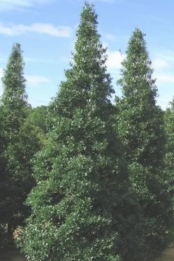 Foster's No. 2 Holly - 3 Gallon Pot -SHRUBS and BUSHES Store Holly Fosters No 2 500x750 1