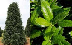 Mary Nell Holly - 3 Gallon Pot 13 Mary Nell Holly - 3 Gallon Pot -SHRUBS and BUSHES Store Holly Mary Nell