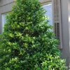 Mary Nell Holly - 3 Gallon Pot -SHRUBS and BUSHES Store Holly Mary Nell 500x750 1