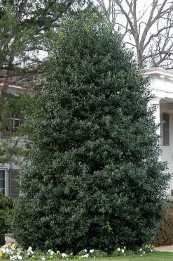 Nellie R. Stevens Holly - 6 Pack Of 1 Gallon Pots 14 Nellie R. Stevens Holly - 6 Pack Of 1 Gallon Pots -SHRUBS and BUSHES Store Holly Nellie Stephens 10 1