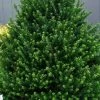 Pyramidal Compacta Japanese Holly - 3 Gallon Pot -SHRUBS and BUSHES Store Holly Pyramidal Compacta BS