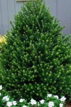 Best Seller 1 Pyramidal Compacta Japanese Holly - 3 Gallon Pot