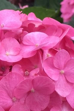 After Midnight Hydrangea - 3 Gallon Pot 15 After Midnight Hydrangea - 3 Gallon Pot -SHRUBS and BUSHES Store Hydrangea After Midnight 1