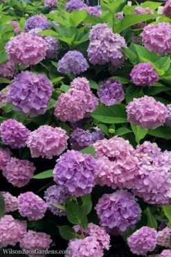 All Summer Beauty Hydrangea - 3 Gallon Pot -SHRUBS and BUSHES Store Hydrangea All Summer Beauty 1