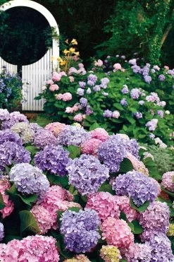 All Summer Beauty Hydrangea - 3 Gallon Pot -SHRUBS and BUSHES Store Hydrangea All Summer Beauty 2