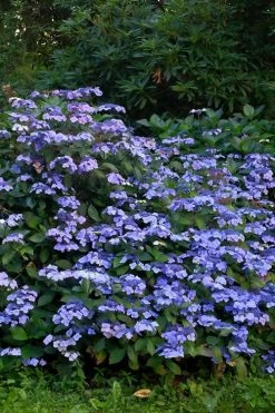 Blue Wave Lacecap Hydrangea - 3 Gallon Pot 15 Blue Wave Lacecap Hydrangea - 3 Gallon Pot -SHRUBS and BUSHES Store Hydrangea Blue Wave 1