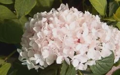 Blushing Bride Endless Summer Hydrangea - 2 Gallon Pot -SHRUBS and BUSHES Store Hydrangea Blushing Bride 2