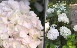 Blushing Bride Endless Summer Hydrangea - 2 Gallon Pot -SHRUBS and BUSHES Store Hydrangea Blushing Bride