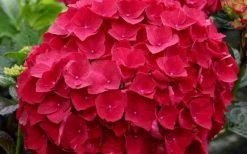 Cardinal Red Hydrangea - 3 Gallon Pot 10 Cardinal Red Hydrangea - 3 Gallon Pot -SHRUBS and BUSHES Store Hydrangea Cardinal 1