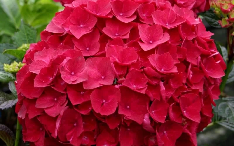Cardinal Red Hydrangea - 3 Gallon Pot 6 Cardinal Red Hydrangea - 3 Gallon Pot - Image 4