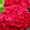 Cardinal Red Hydrangea - 1 Gallon Pot 2 Cardinal Red Hydrangea - 1 Gallon Pot -SHRUBS and BUSHES Store Hydrangea Cardinal Red BS