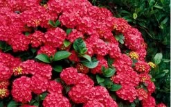 Cardinal Red Hydrangea - 1 Gallon Pot -SHRUBS and BUSHES Store Hydrangea Cardinal Shrub In Bloom