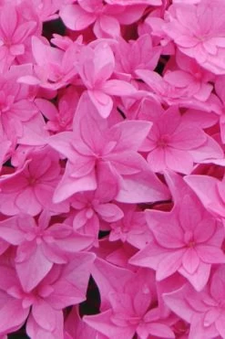 Double Delights Perfection Hydrangea - 2 Gallon Pot 9 Double Delights Perfection Hydrangea - 2 Gallon Pot -SHRUBS and BUSHES Store Hydrangea Double DEelights Perfection 1