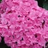 Double Delights Perfection Hydrangea - 2 Gallon Pot 2 Double Delights Perfection Hydrangea - 2 Gallon Pot -SHRUBS and BUSHES Store Hydrangea Double DEelights Perfection 2