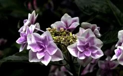 Double Delights Stargazer Hydrangea - 3 Gallon Pot 13 Double Delights Stargazer Hydrangea - 3 Gallon Pot -SHRUBS and BUSHES Store Hydrangea Double Delights Stargazer 5