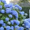 Endless Summer Hydrangea Original - 2 Gallon Pot -SHRUBS and BUSHES Store Hydrangea Endless Summer 500x750 2