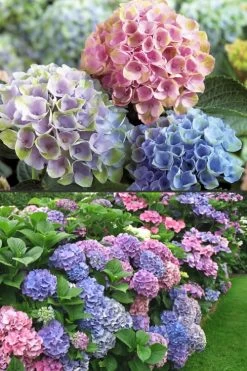 Everlasting Revolution Hydrangea - 3 Gallon Pot -SHRUBS and BUSHES Store Hydrangea Everlasting Revolution 2