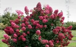 Fire Light Hydrangea - Single Trunk Topiary Tree - 5 Gallon Pot -SHRUBS and BUSHES Store Hydrangea Fire Light 1
