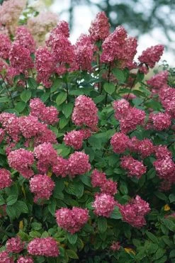 Fire Light Hydrangea - Single Trunk Topiary Tree - 5 Gallon Pot -SHRUBS and BUSHES Store Hydrangea Fire Light 2