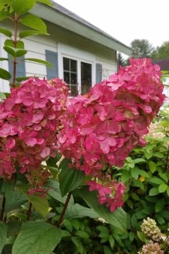 Fire Light Hydrangea - Single Trunk Topiary Tree - 5 Gallon Pot -SHRUBS and BUSHES Store Hydrangea Fire Light 3