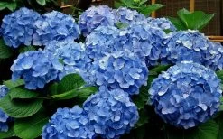 Glory Blue Hydrangea - 3 Gallon Pot -SHRUBS and BUSHES Store Hydrangea Glory Blue 11