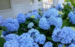 Nikko Blue Hydrangea - 1 Gallon Pot -SHRUBS and BUSHES Store Hydrangea Glory Blue Shrub 2