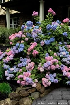 L.A. Dreamin Hydrangea - 3 Gallon Pot -SHRUBS and BUSHES Store Hydrangea LA Dreamin 5