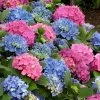 L.A. Dreamin Hydrangea - 3 Gallon Pot -SHRUBS and BUSHES Store Hydrangea LA Dreamin 500x750 1