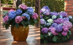 L.A. Dreamin Hydrangea - 3 Gallon Pot -SHRUBS and BUSHES Store Hydrangea LA Dreamin Blooms 2