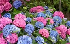 L.A. Dreamin Hydrangea - 3 Gallon Pot -SHRUBS and BUSHES Store Hydrangea LA Dreamin Blooms