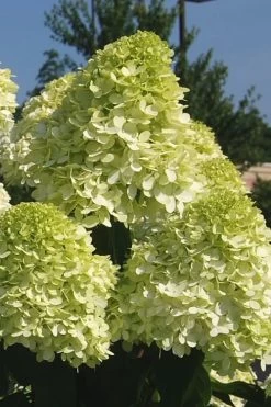 Limelight PeeGee Hydrangea - 7 Gallon Pot (3-4') 17 Limelight PeeGee Hydrangea - 7 Gallon Pot (3-4') -SHRUBS and BUSHES Store Hydrangea Limelight 101