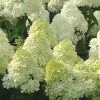 Limelight PeeGee Hydrangea - 7 Gallon Pot (3-4') -SHRUBS and BUSHES Store Hydrangea Limelight 107