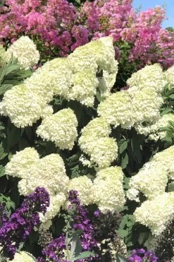 Limelight PeeGee Hydrangea - 7 Gallon Pot (3-4') 19 Limelight PeeGee Hydrangea - 7 Gallon Pot (3-4') -SHRUBS and BUSHES Store Hydrangea Limelight 110