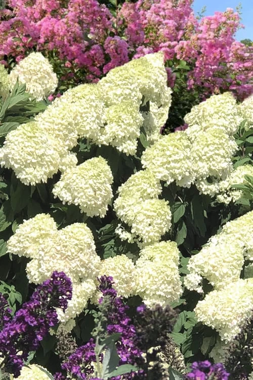 Limelight PeeGee Hydrangea - 7 Gallon Pot (3-4') 11 Limelight PeeGee Hydrangea - 7 Gallon Pot (3-4') - Image 9