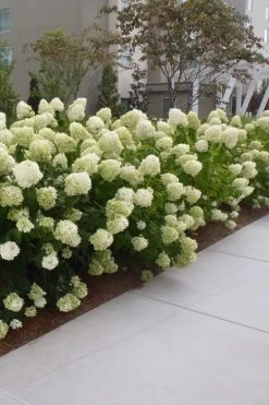 Limelight PeeGee Hydrangea - 6 Pack Of 1 Gallon Pots 15 Limelight PeeGee Hydrangea - 6 Pack Of 1 Gallon Pots -SHRUBS and BUSHES Store Hydrangea Limelight 20 1