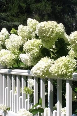 Limelight PeeGee Hydrangea - 1 Gallon Pot -SHRUBS and BUSHES Store Hydrangea Limelight 21 1