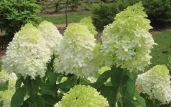 Limelight PeeGee Hydrangea - 6 Pack Of 1 Gallon Pots 16 Limelight PeeGee Hydrangea - 6 Pack Of 1 Gallon Pots -SHRUBS and BUSHES Store Hydrangea Limelight Flowers 1
