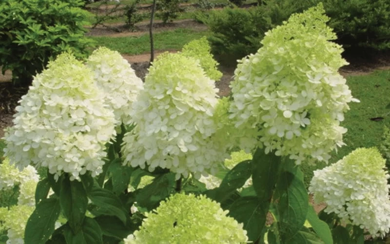 Limelight PeeGee Hydrangea - 6 Pack Of 1 Gallon Pots 9 Limelight PeeGee Hydrangea - 6 Pack Of 1 Gallon Pots - Image 7