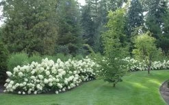 Limelight PeeGee Hydrangea - 1 Gallon Pot -SHRUBS and BUSHES Store Hydrangea Limelight hedge natural 1