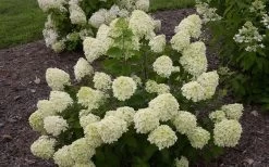 Little Lime Hydrangea - 3 Pack Of Quart Pots 15 Little Lime Hydrangea - 3 Pack Of Quart Pots -SHRUBS and BUSHES Store Hydrangea Little Lime 1 1