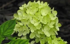 Little Lime Hydrangea - 3 Pack Of Quart Pots 12 Little Lime Hydrangea - 3 Pack Of Quart Pots -SHRUBS and BUSHES Store Hydrangea Little Lime 2