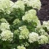 Little Lime Hydrangea - 6 Pack Of 1 Gallon Pots 1 Little Lime Hydrangea - 6 Pack Of 1 Gallon Pots -SHRUBS and BUSHES Store Hydrangea Little Lime 500x750 1