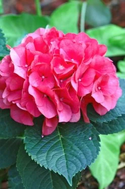 Merritts Supreme Hydrangea - 3 Gallon Pot -SHRUBS and BUSHES Store Hydrangea Merrits Supreme Pink 11